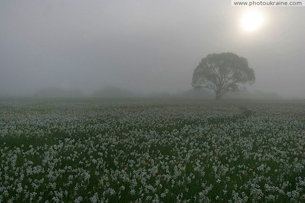 Долина нарциссов. Туманный пейзаж Закарпатская область Фото Украины