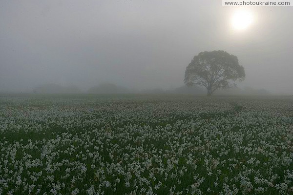 Valley of narcissus. Foggy landscape Zakarpattia Region Ukraine photos