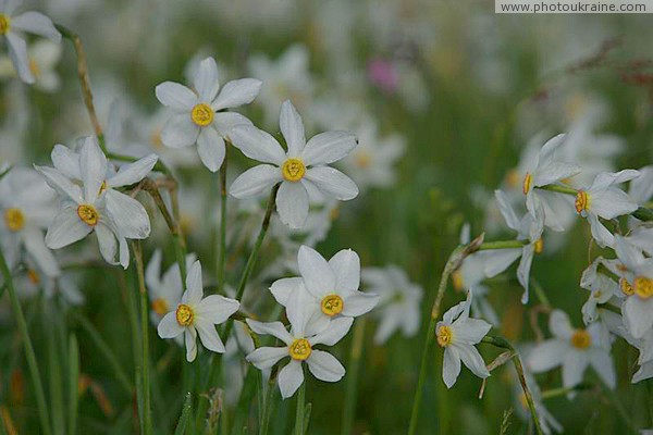 Valley of narcissus. Snowy six-leaf Zakarpattia Region Ukraine photos