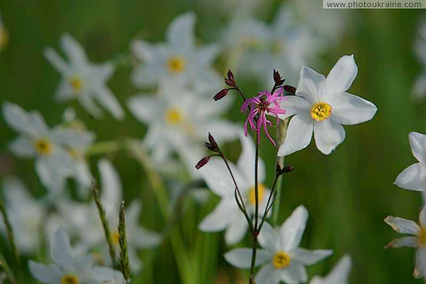 Valley of narcissus. Friend, usually in pink Zakarpattia Region Ukraine photos