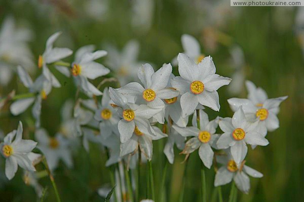 Valley of narcissus. Narcissus narrow-leaf Zakarpattia Region Ukraine photos