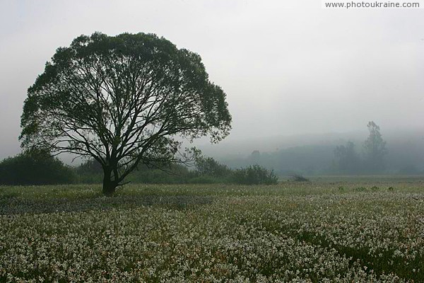 Valley of narcissus. Branch of Carpathian reserve Zakarpattia Region Ukraine photos