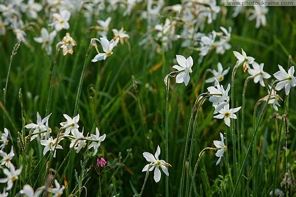 Valley of narcissus. Flowers of Red Book Zakarpattia Region Ukraine photos