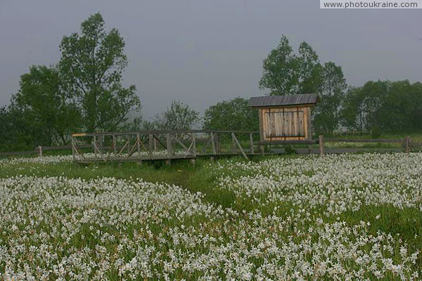 Valley of narcissus. Ladder Zakarpattia Region Ukraine photos