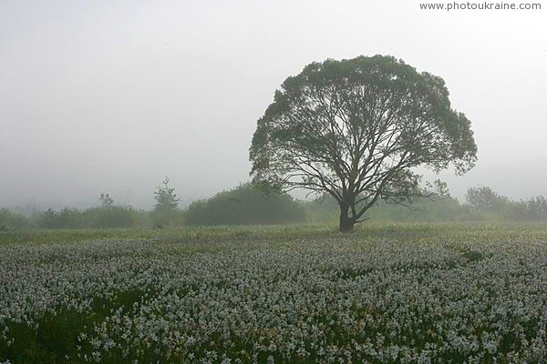 Valley of narcissus. Mist rises Zakarpattia Region Ukraine photos