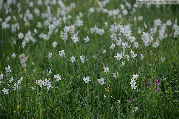 Valley of narcissus. Carpathian narcissus Zakarpattia Region Ukraine photos