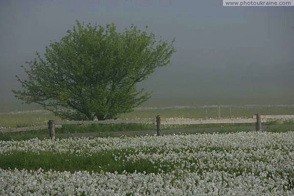 Valley of narcissus. Border of area? Zakarpattia Region Ukraine photos