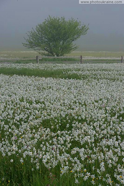 Valley of narcissus. Narcissus horde Zakarpattia Region Ukraine photos