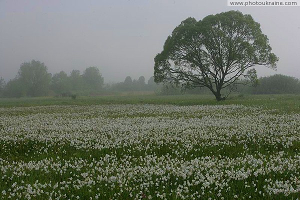 Valley of narcissus. White carpet of narcissus Zakarpattia Region Ukraine photos