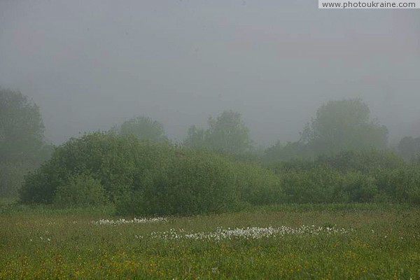 Valley of narcissus. Narcissus islands Zakarpattia Region Ukraine photos