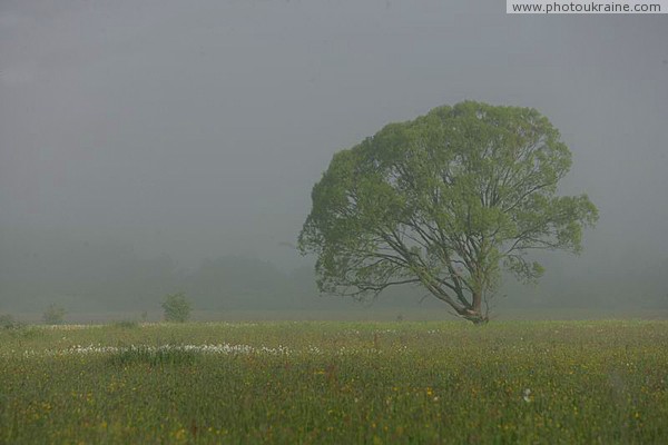 Долина нарциссов. Нарциссовый островок и дерево Закарпатская область Фото Украины