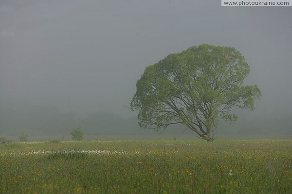 Valley of narcissus. Narcissus island and tree Zakarpattia Region Ukraine photos