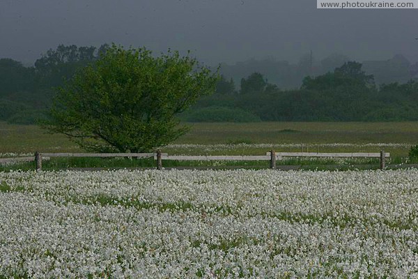 Valley of narcissus. Narcissus sea and promenade Zakarpattia Region Ukraine photos