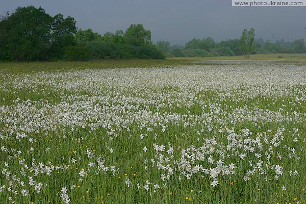 Valley of narcissus. Border of narcissus sea Zakarpattia Region Ukraine photos