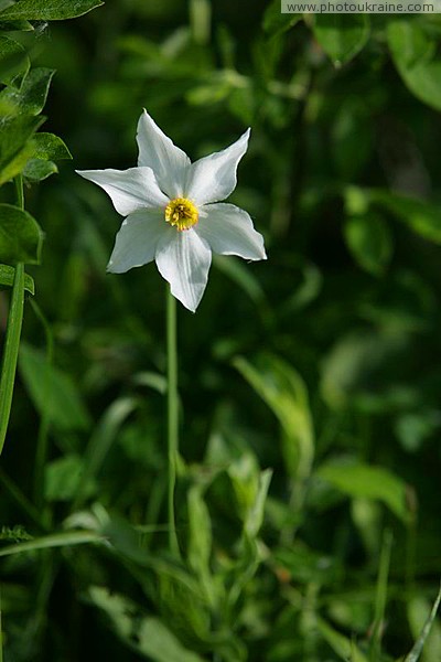 Valley of narcissus. Reserved loner Zakarpattia Region Ukraine photos