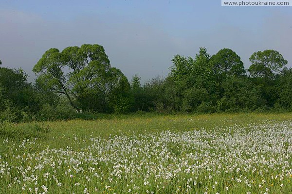 Valley of narcissus. Narcissus surf Zakarpattia Region Ukraine photos