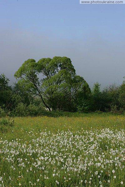 Valley of narcissus  reserve decoration Zakarpattia Region Ukraine photos