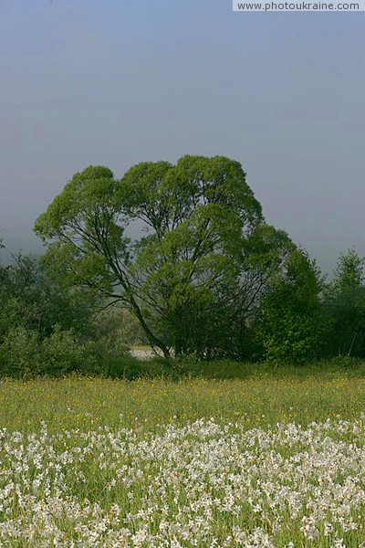 Долина нарциссов – один из филиалов заповедника Закарпатская область Фото Украины