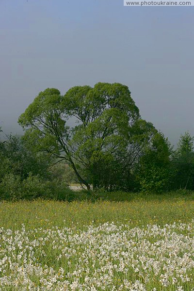 Valley of narcissus  one of branches of reserve Zakarpattia Region Ukraine photos