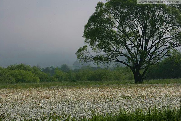 Trees, shrubs and valley of narcissus Zakarpattia Region Ukraine photos