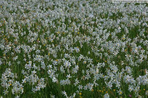 Valley of narcissus. White petals of narcissus Zakarpattia Region Ukraine photos