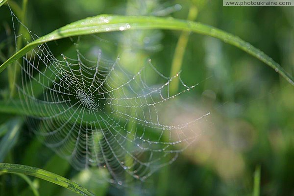 Долина нарциссов. Слюна и слезы паука Закарпатская область Фото Украины