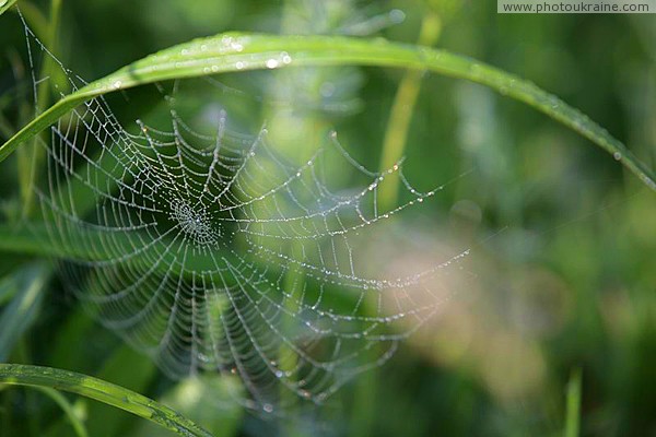 Valley of narcissus. Saliva and tears spider Zakarpattia Region Ukraine photos