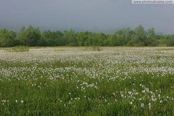 Valley of narcissus. Flowers nearly to horizon Zakarpattia Region Ukraine photos