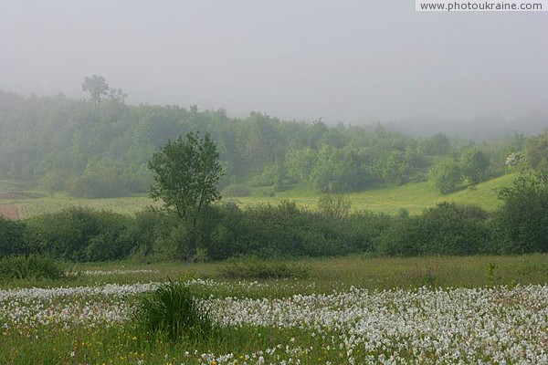 Valley of narcissus. Bay of narcissus sea Zakarpattia Region Ukraine photos