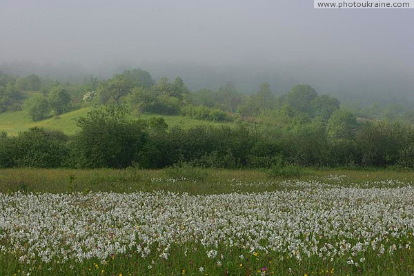 Valley of narcissus. White band of narcissus Zakarpattia Region Ukraine photos