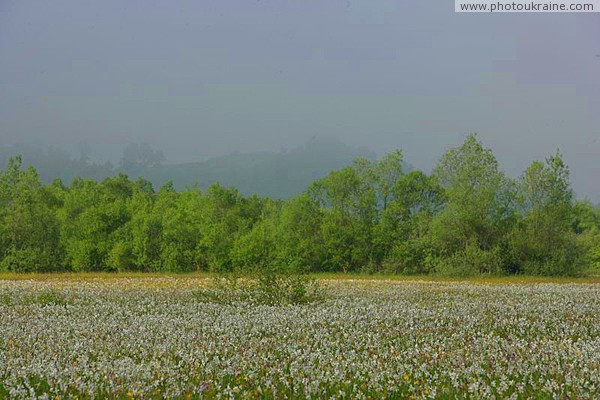 Valley of narcissus. Silhouettes of natural beauty Zakarpattia Region Ukraine photos