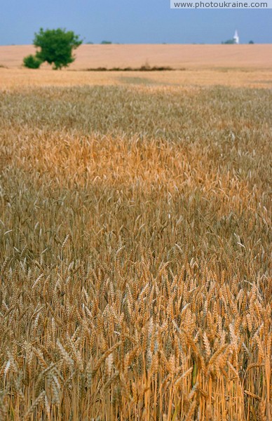 Zaluzhzhia. Transcarpathian breadbasket Zakarpattia Region Ukraine photos