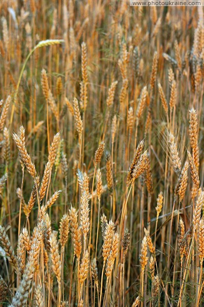 Zaluzhzhia. Chief Human grass Zakarpattia Region Ukraine photos