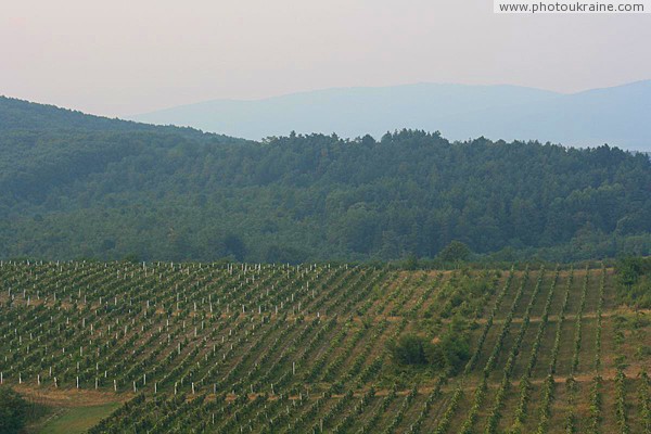Irshava. Vineyards of Transcarpathia Zakarpattia Region Ukraine photos