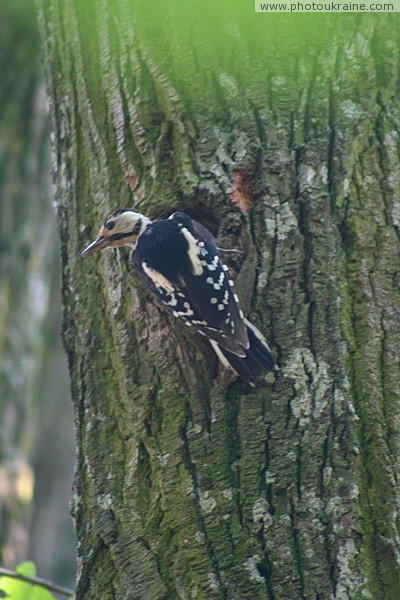 Irshava. Tireless woodpecker Zakarpattia Region Ukraine photos