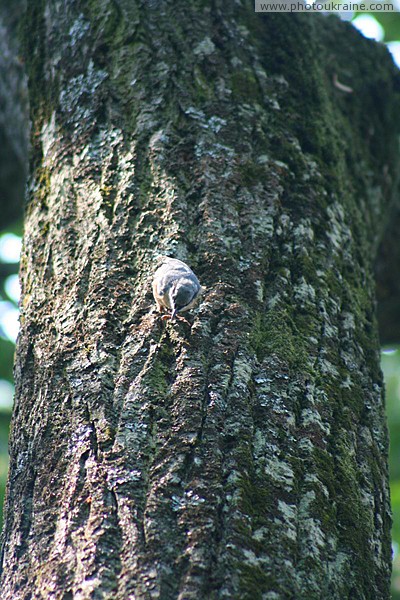 Irshava. With prey Zakarpattia Region Ukraine photos