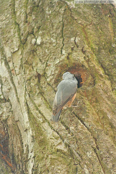 Irshava. In avian hollow Zakarpattia Region Ukraine photos