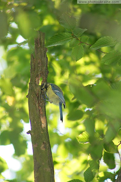 Irshava. Come out, someone said it! Zakarpattia Region Ukraine photos