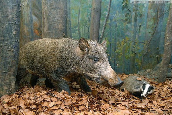 Museum of Carpathian Reserve. Boar family Zakarpattia Region Ukraine photos