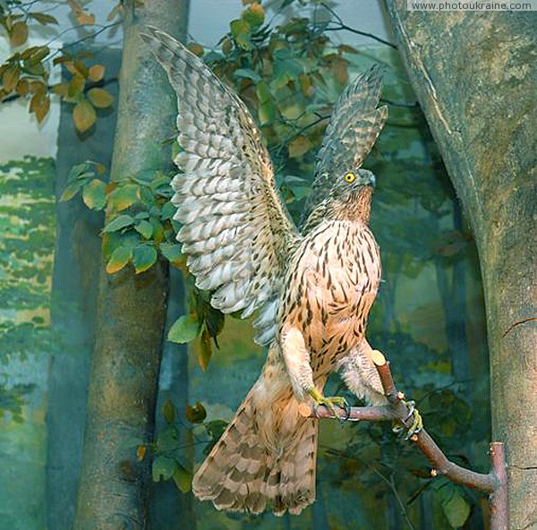 Museum of Carpathian Reserve. Golden eagle Zakarpattia Region Ukraine photos
