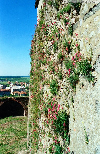 Mukacheve. Wildflowers on south wall of castle Zakarpattia Region Ukraine photos