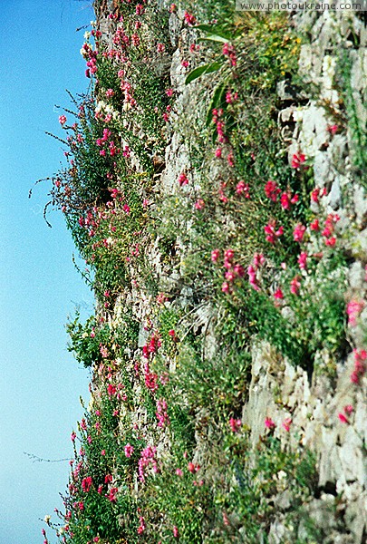 Mukacheve. Flowers accustomed to castle wall Zakarpattia Region Ukraine photos