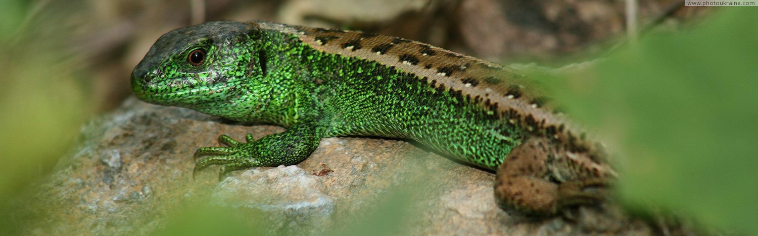 Nevytske. Lizard in panorama Zakarpattia Region Ukraine photos