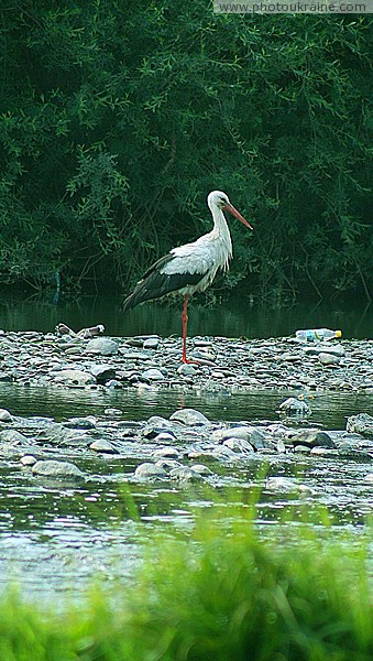 Nevytske. Stork in rocky riverbed Uzh Zakarpattia Region Ukraine photos