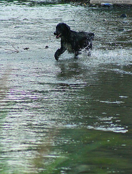Nevytske. Dog swimming in river Uzh Zakarpattia Region Ukraine photos