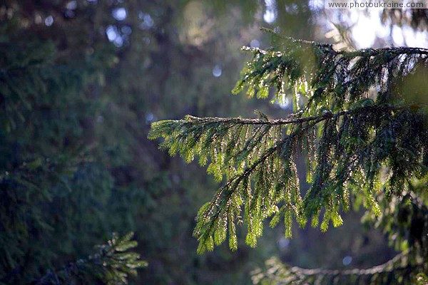 Reserve Synevyr. Spruce paw Zakarpattia Region Ukraine photos