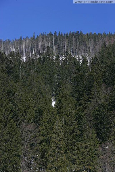 Reserve Synevyr. Carpathian spruce forest Zakarpattia Region Ukraine photos