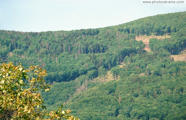 Синяк. Восточный склон горы Обавский Камень Закарпатская область Фото Украины