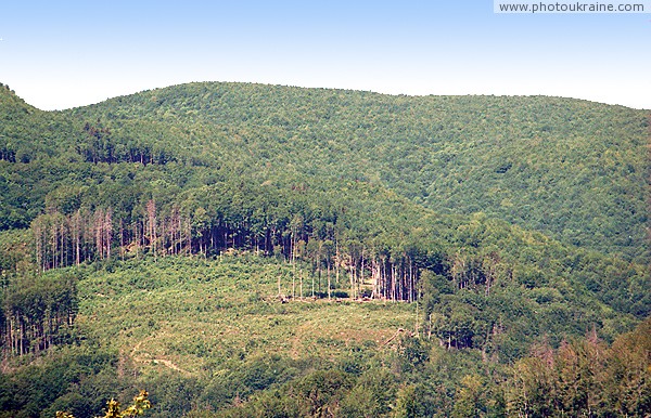 Syniak. Fields on hillside Obavsky Stone Zakarpattia Region Ukraine photos