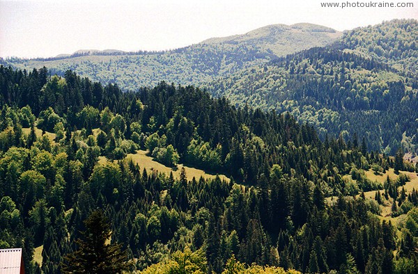 Uzhanskyi Reserve. Coniferous-deciduous carpet Zakarpattia Region Ukraine photos